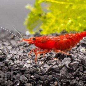 Tép SRC - SUPER RED CHERRY