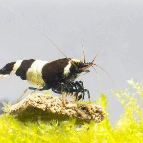 Tép Black King Kong