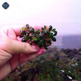 Ngọn Bucep Mini đã ra lá nước - cây thủy sinh bucep - Darlac's Aquaria Bucephalandra Mini Type