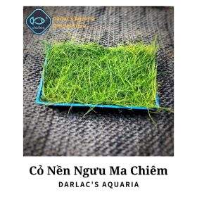 Ngưu mao chiên lùn xòe