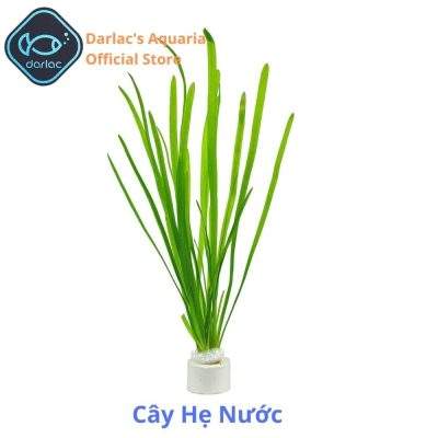 Cây hẹ nước thủy sinh