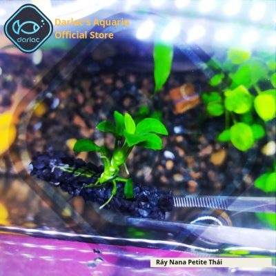 Ráy nana petite thái full lá nước